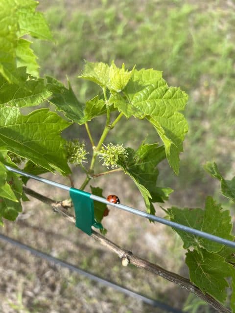 Bridging Vines Winery & Brewery