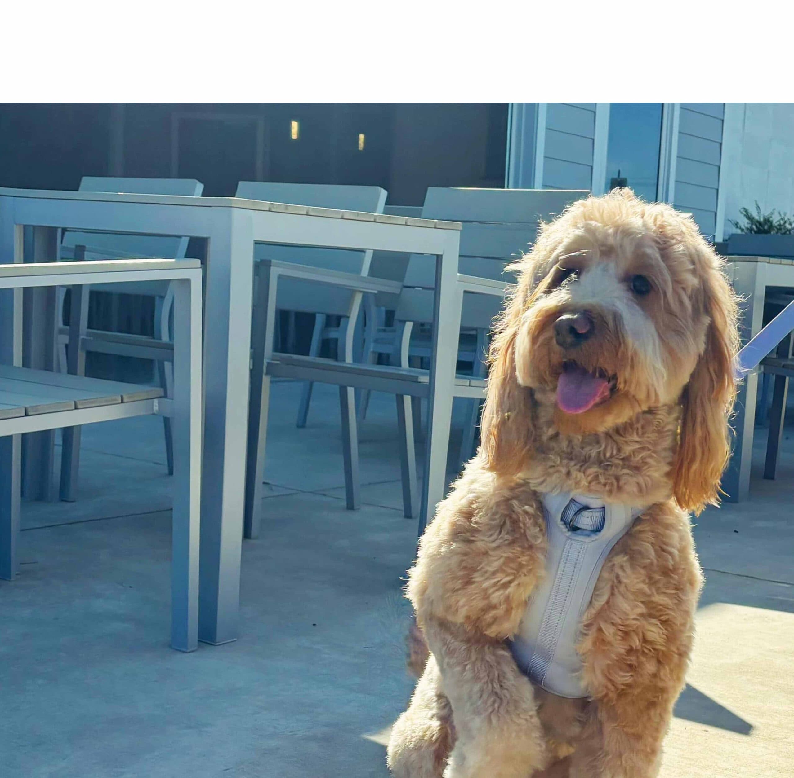 Cooley Bay Winery & Brewery