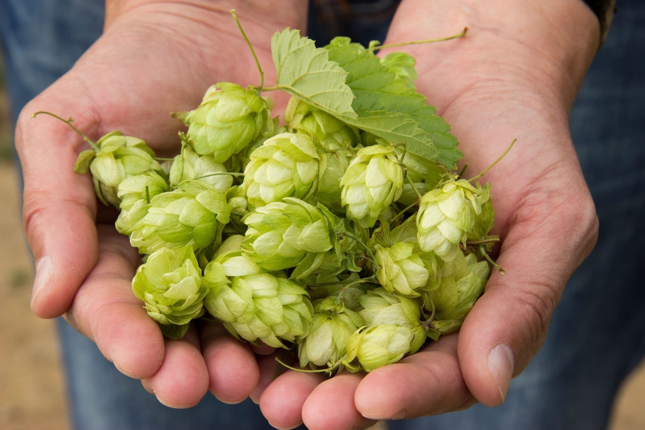 Hop Habit