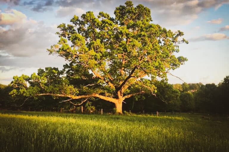 Lone Oak Farm Brewing Company