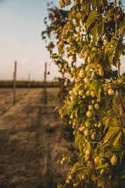 Copper Hop Ranch & Microbrewery